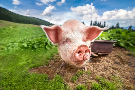 国内的配种农场蓝天下山牧夏季草甸放的可爱猪有机农业自然背景图片