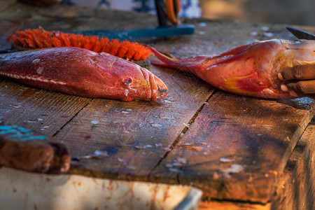 新鲜的准备在毛里求斯海滩上一个肮脏的木板桌子上清理红鲜鱼上面是一盘脏木桌天图片