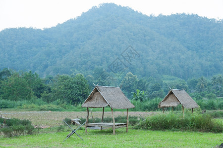 草原木林小屋的棚田中深处被雾散落的山丘谷植物食图片