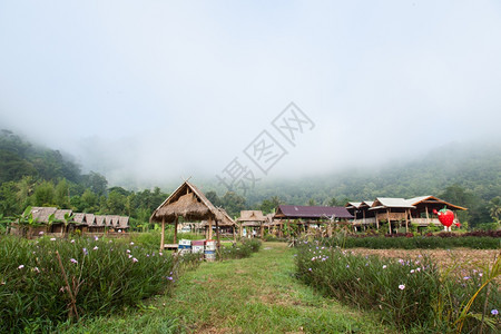 种植园草原木林小屋的棚田中深处被雾散落的山丘土地雾蒙的图片