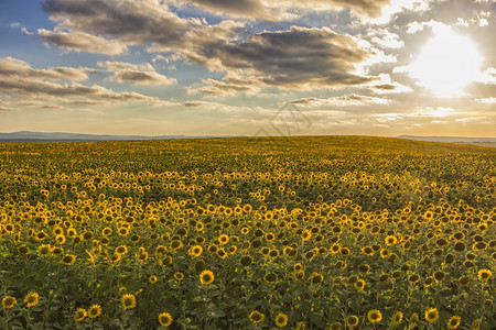 圆圈太阳和蓝天空背景下的向日葵开花田地黄色绿图片