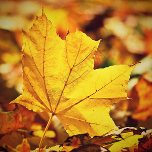 秋季金黄色落叶图片