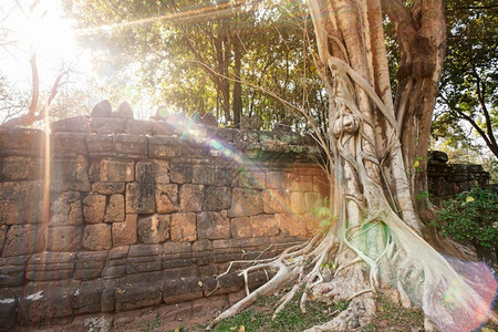 陈年旅行高棉日出时古老的砖墙和旧班尼扬树太阳光照着古老的砖墙和班尼扬树魔镜照明弹图片
