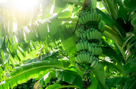 新鲜的雨林绞刑香蕉树与一束生绿色香蕉和叶栽培种植园热带水果农场治疗腹泻和胃炎的草药农业有机食品背景图片
