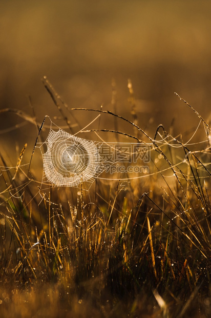 发光早晨在草地上挂着露的绿蜘蛛网或日出在和草原上闪耀以背景为焦点金的追梦人图片