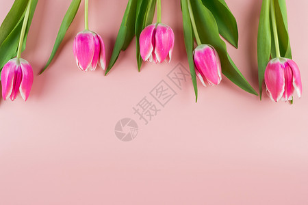 美丽蓝色木板桌背景的粉红郁金花并有文字版面空间Love国际妇女节母亲和情人快乐概念粉彩春天图片