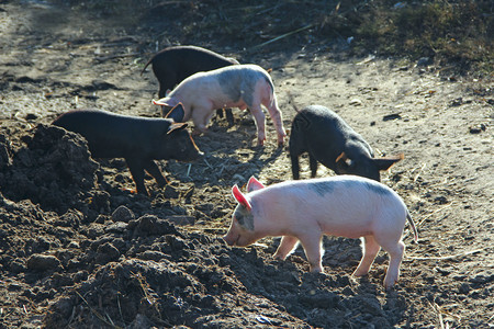稗小猪在农场的院子里玩耍和快乐地奔跑孩子们有趣图片