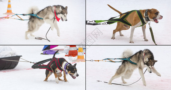 职员在冬季比赛中一群狗在捕食重量拉力的冬季比赛中工作人员乐趣图片