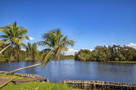 古巴拉纳德尔特索罗河和棕榈树的美丽景色冷静旅游森林图片