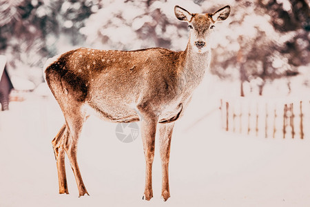 寒冷的冬季雪中鹿覆盖尾巴图片