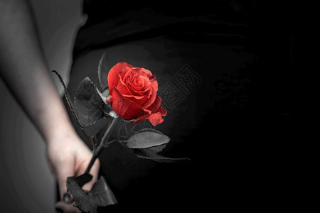 美丽的红玫瑰特写有选择的焦点浪漫概念文字爱情的空间人节美丽的红玫瑰特写文字爱情的空间质地花束象征图片