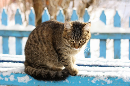 家一只大条纹猫坐在蓝木板凳上长着雪的椅子上流浪冬天图片