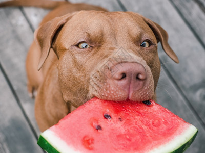 宠物狗吃西瓜图片
