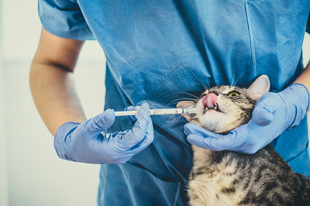 兽医给猫咪喂药图片