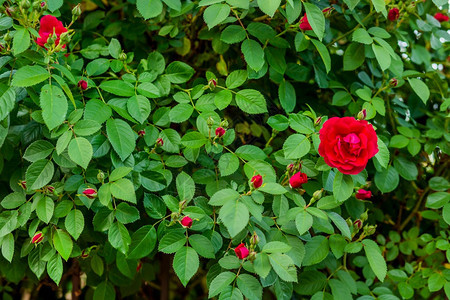颜色温室花园里美丽的玫瑰种植不同品的花园艺作为一种爱好花园里美丽的玫瑰种植不同品的花水图片