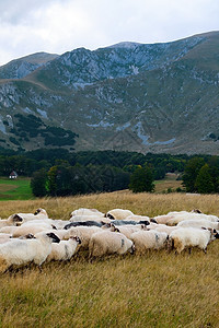 自然商业牧羊人把绵带到春初的草原上耕地和美丽的草原上在春初云图片