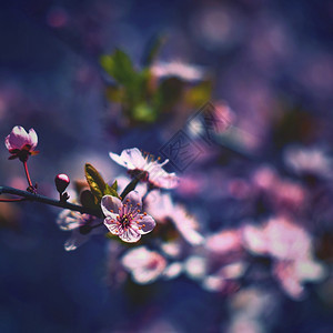 日本樱桃花自然背景古旧手动透镜照片日本樱桃花自然背景手动的抽象芽图片