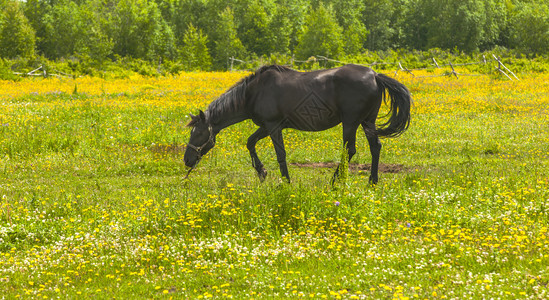 美丽在花田上放牧的黑马棕色户外图片