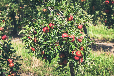 红色的在阳光明媚夏日盛满果园的苹充斥着撕裂的红果实收成生长图片
