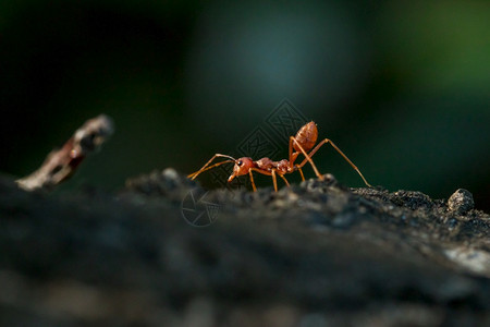 叶绿素春天树木身体胡子和腿上的红蚂蚁是橙色图片