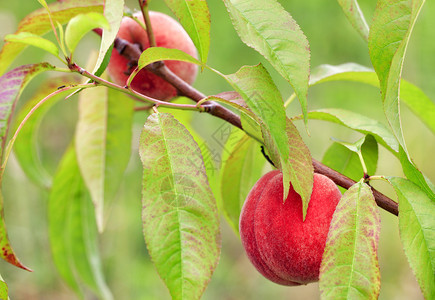 在夏季花园的桃树枝上种着明亮的甜蜜桃果子种植于夏季花园的桃树枝上收获丰优美纤维基辅多汁的图片