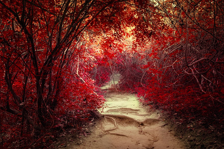 神秘的红色树林图片