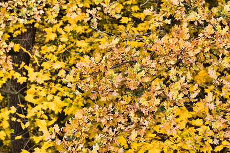 秋天的黄色树叶图片
