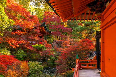 日本秋天寺庙神社景色图片