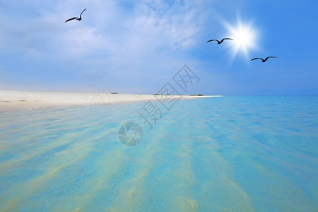绿松石阿鲁巴BocaGrandi海滩的绿松水和白沙热带约根森图片