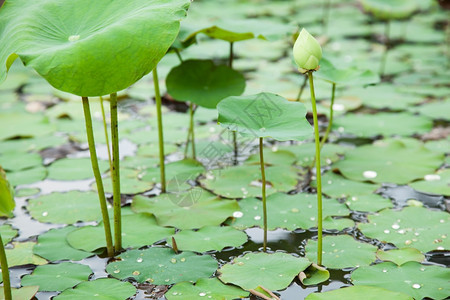 浪漫的自然莲花在公园里生长的池塘花朵来自植物图片