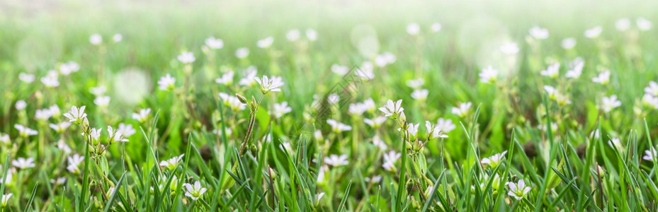 青草露地上的小白花精密春季或夏花卉背景选取焦点绿草露地上的小白花剪切春天或夏季花草背景植物学园美丽的图片