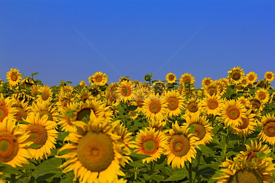 生长盛开美丽的向日葵在阳光明媚的夏日与蓝天对阵田地上的美丽向日葵景观图片