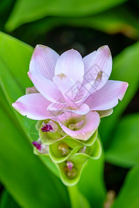 开花泰国树宏粉色卷尾或田野的Siam郁金香以浅度为焦点热带高清图片素材
