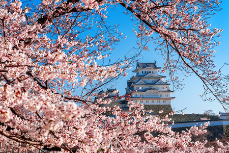 老的春天日本仁济樱花和城堡园图片