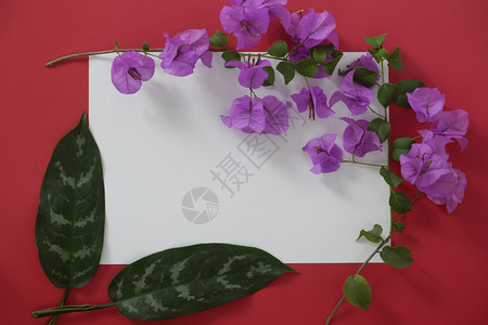 含有红色背景热带叶和花的文字版面装填白纸爱情人节空的图片