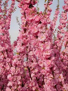 花的樱树盛朵日本樱桃在春天的村空背景上拍摄图片
