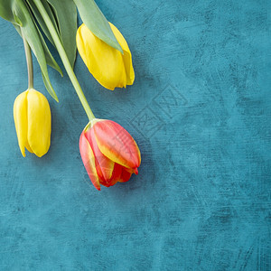 桌子OLYMPUSDIGITALCAMERA三朵鲜艳的郁金香花蓝表束奥林巴斯图片