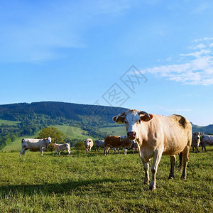 草蓝色的棕夏季山区美丽风景捷克白喀尔巴阡山脉欧洲图片