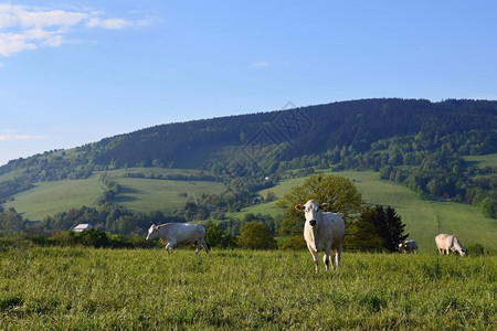夏天景观季山区美丽的风景捷克白喀尔巴阡山脉欧洲奶牛图片