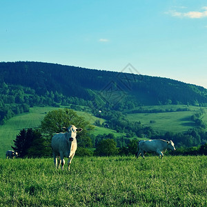 田园夏季山区美丽的风景捷克白喀尔巴阡山脉欧洲谷图片