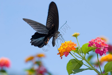 夏天线大黑燕尾蝴蝶在蓝天下飞翔以鲜花为食朵图片