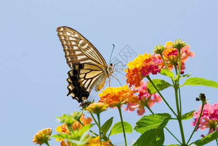 蓝闪蝶美丽精的在蓝天下飞翔和进食的有色燕尾蝴蝶在下面背景