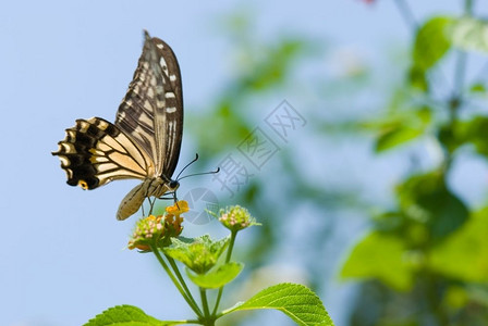 在下面喂食蓝天飞翔和进食的有色燕尾蝴蝶橙图片