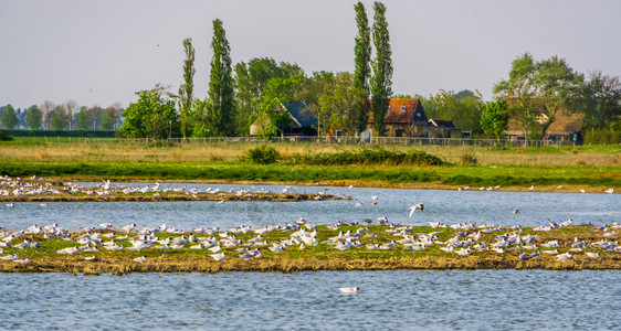 托伦农场鸟类在荷兰泽自然保护区Tholen的沙克卢冰石堆上一大批海鸥和农村建筑图片
