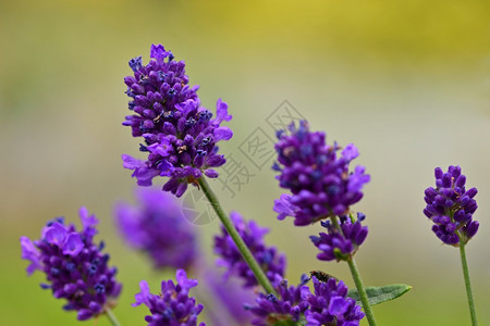 紫色薰衣草美丽绽放的紫罗兰植物Lavandulaangustifoliaangustifolia芳香疗法植物群图片