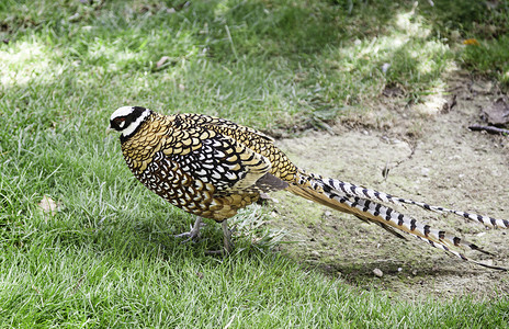 斑点在动物园的渡鸟中真实风野异国鸟类细节奇异的动物游戏鸟丰富多彩的图片