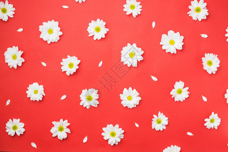 新鲜的花夏天洋甘菊头红色高分辨率照片洋甘菊头红色高质量照片图片