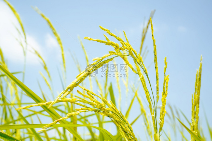 蓝色天空背景的绿稻田丰富白色的热带图片