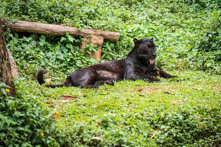 黑豹或子睡在丛林中的草地上反射野生动物荒图片