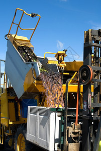 天空生产农业一个葡萄收获者把卸到叉车的垃圾桶里图片